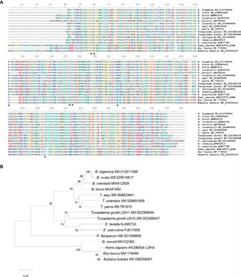 Lactate Dehydrogenase as a Potential Therapeutic Drug Target to Control Babesia bigemina